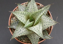 Haworthia venosa v  tessellata