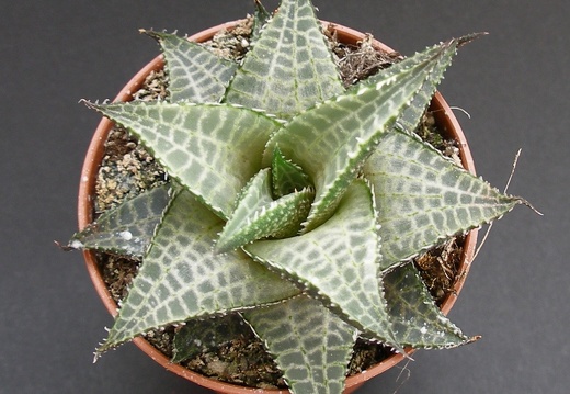 Haworthia venosa v  tessellata