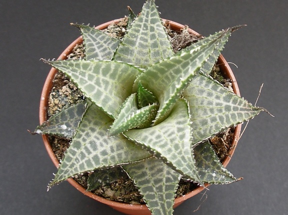Haworthia venosa v  tessellata