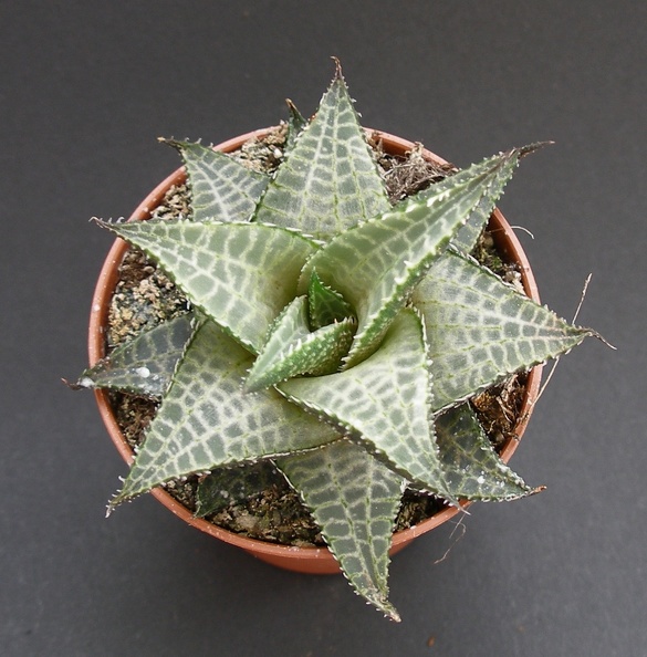 Haworthia_venosa_v__tessellata.JPG