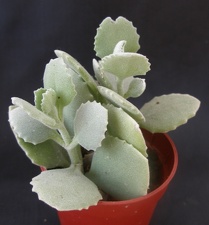 Kalanchoe milloti