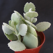 Kalanchoe milloti
