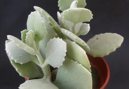 Kalanchoe milloti