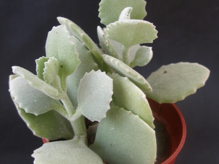 Kalanchoe milloti