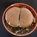 Lithops aucampiae