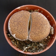 Lithops aucampiae