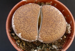 Lithops aucampiae
