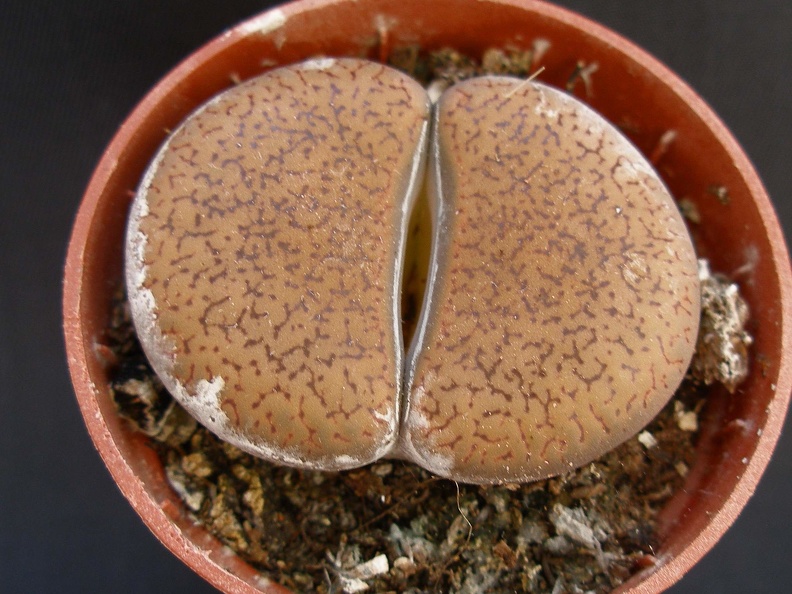 Lithops aucampiae