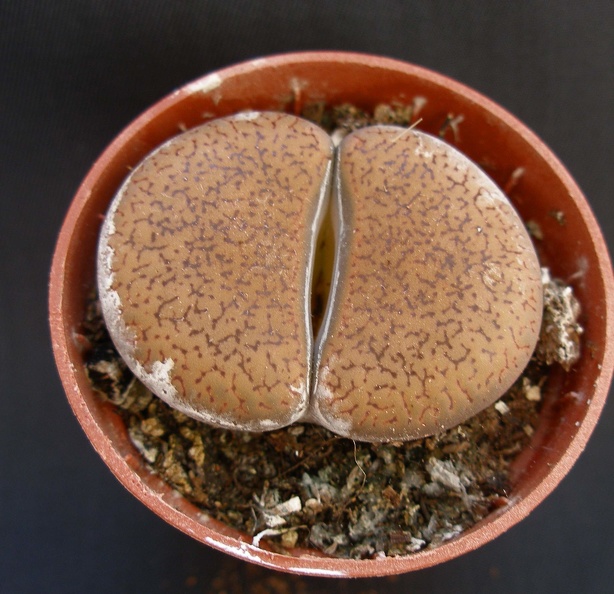Lithops_aucampiae.JPG