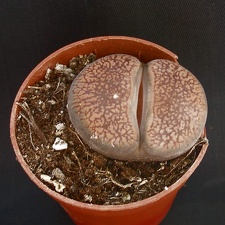 Lithops aucampiae C333