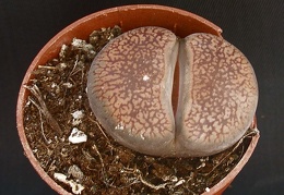 Lithops aucampiae C333