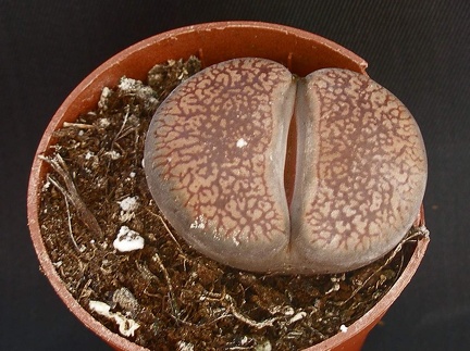 Lithops aucampiae C333