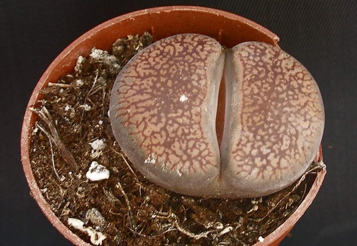 Lithops aucampiae C333