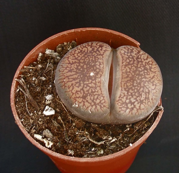 Lithops_aucampiae_C333.JPG