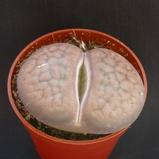 Lithops hookeri