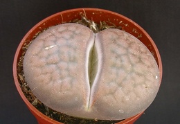 Lithops hookeri