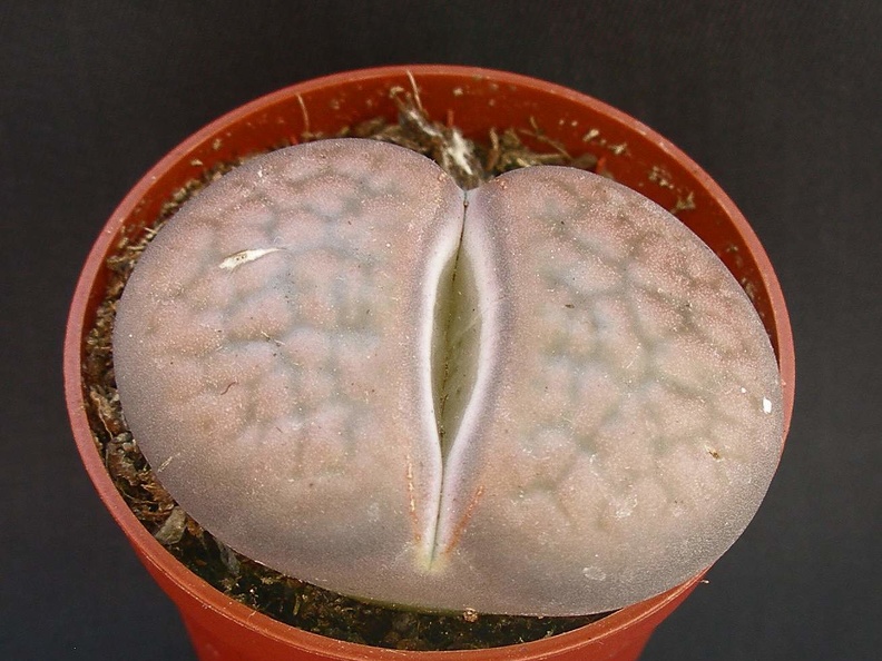 Lithops hookeri