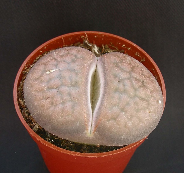 Lithops_hookeri.JPG