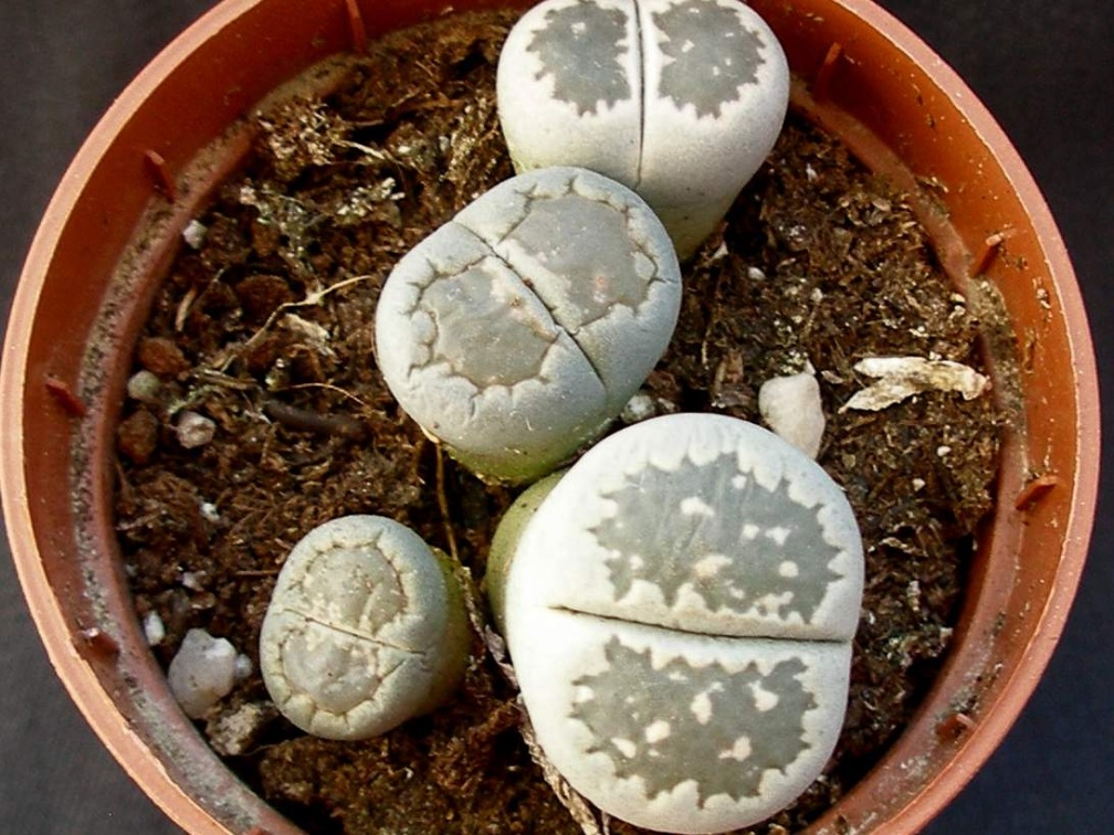 Lithops salicola