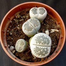 Lithops salicola