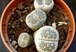 Lithops salicola