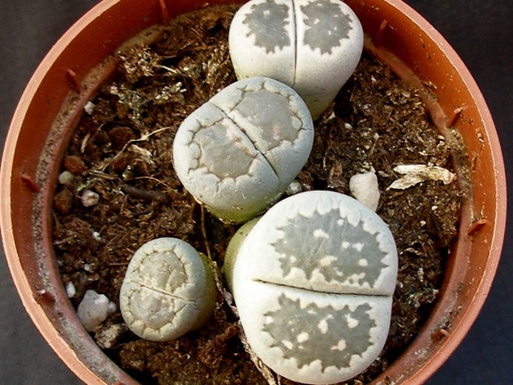 Lithops salicola
