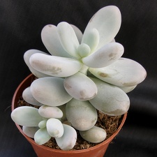 Pachyphytum oviferum