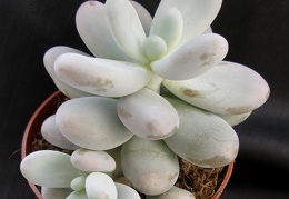 Pachyphytum oviferum