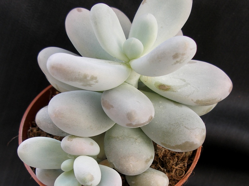 Pachyphytum oviferum