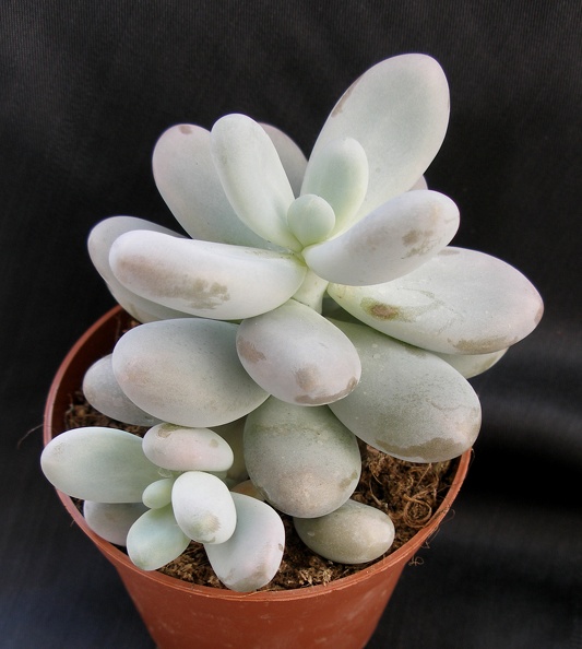 Pachyphytum_oviferum.JPG