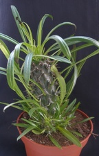 Pachypodium lamerei 