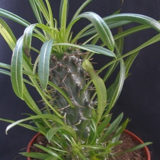 Pachypodium lamerei 