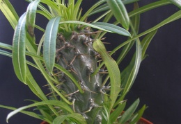Pachypodium lamerei 