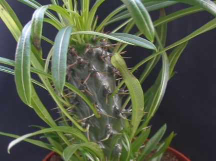 Pachypodium lamerei 
