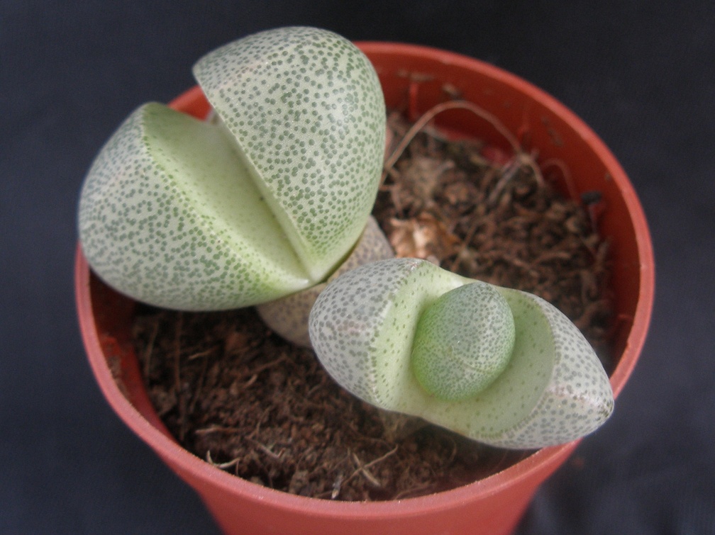 Pleiospilos nelii