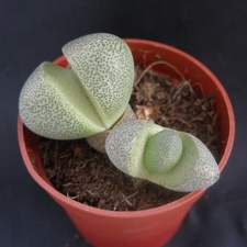 Pleiospilos nelii