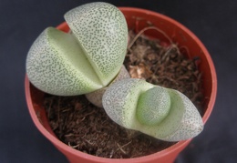 Pleiospilos nelii