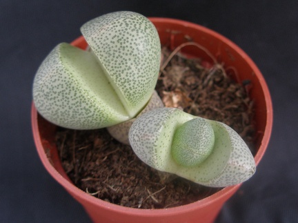 Pleiospilos nelii