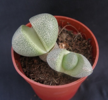 Pleiospilos nelii