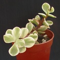 Portulacaria afra f  marginata