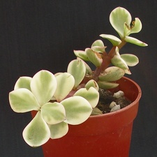 Portulacaria afra f  marginata