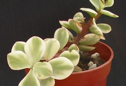 Portulacaria afra f  marginata