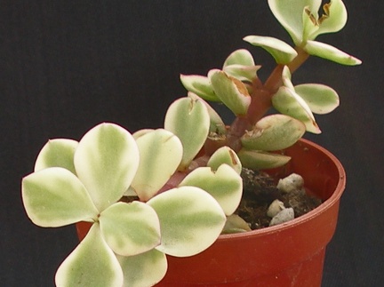 Portulacaria afra f  marginata