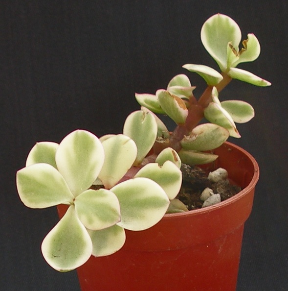 Portulacaria_afra_f__marginata.JPG