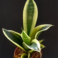 San  trifasciata cv Golden Hahnii
