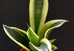 San  trifasciata cv Golden Hahnii