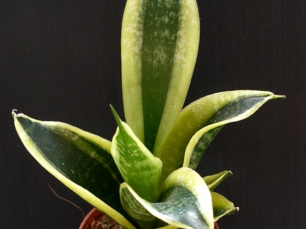 San  trifasciata cv Golden Hahnii