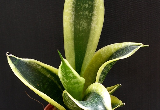 San  trifasciata cv Golden Hahnii
