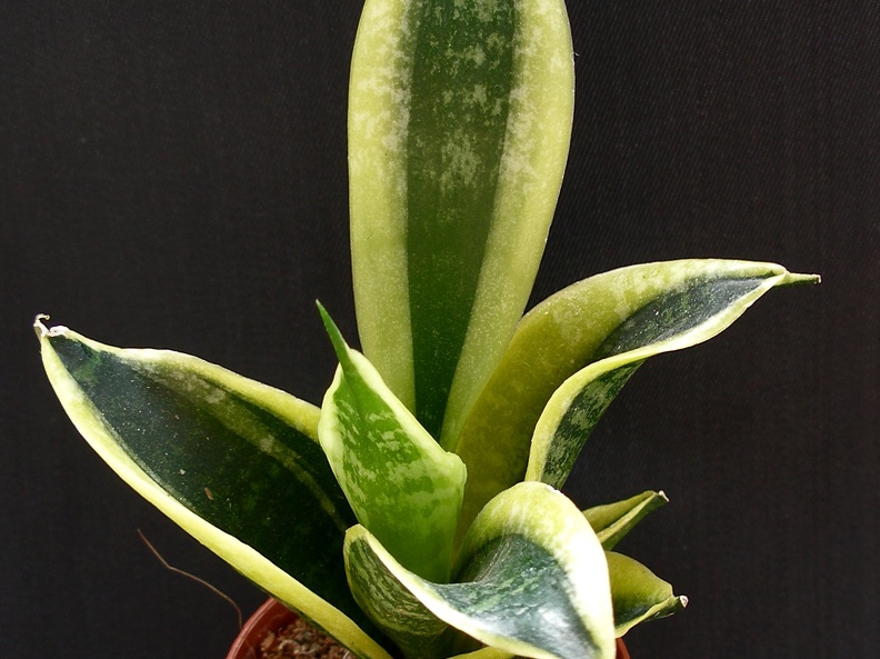 San  trifasciata cv Golden Hahnii