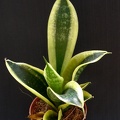 San__trifasciata_cv_Golden_Hahnii.JPG